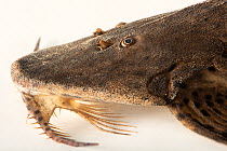 Spoon head catfish (Planiloricaria cryptodon) head portrait, Dallas World Aquarium. Captive, occurs in South America.