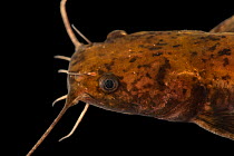 Flathead catfish (Pylodictis olivaris) juvenile, head portrait, Minnesota Department of Natural Resources Center for Aquatic Mollusk Programs. Captive, occurs in North America.