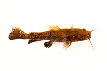 Flathead catfish (Pylodictis olivaris) juvenile, portrait, Minnesota Department of Natural Resources Center for Aquatic Mollusk Programs. Captive, occurs in North America.