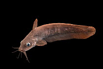 Black catfish (Neosilurus ater) portrait, Freshwater Ecology and Marine Biology Department, Templestowe College. Captive, occurs in northern Australia and New Guinea.