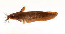 Black catfish (Neosilurus ater) portrait, Freshwater Ecology and Marine Biology Department, Templestowe College. Captive, occurs in northern Australia and New Guinea.