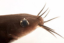 Black catfish (Neosilurus ater) head portrait, Freshwater Ecology and Marine Biology Department, Templestowe College. Captive, occurs in northern Australia and New Guinea.