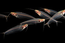 Seven Glass catfish (Kryptopterus bicirrhis) portrait, Medicine Park Aquarium and Natural Sciences Center. Captive, occurs in Southeast Asia.