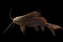 Asian upside-down catfish (Mystus leucophasis) portrait, Institute of Marine Mammal Studies. Captive, occurs in Southeast Asia.