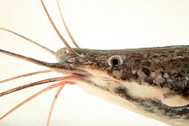 African sharptooth catfish (Clarias gariepinus) head portrait, Davao Crocodile Park. Captive, occurs in Africa and Middle East.