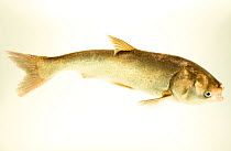 Silver carp (Hypophthalmichthys molitrix) portrait, Schramm Education Center. Captive, occurs in Asia.