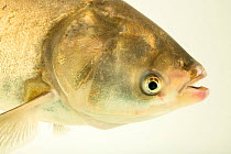 Silver carp (Hypophthalmichthys molitrix) head portrait, Schramm Education Center. Captive, occurs in Asia.