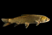 Grass carp (Ctenopharyngodon idella) portrait, Schramm Education Center. Captive, occurs in eastern and Southeast Asia.