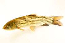 Grass carp (Ctenopharyngodon idella) portrait, Schramm Education Center. Captive, occurs in eastern and Southeast Asia.