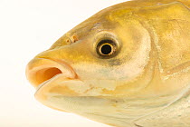 Grass carp (Ctenopharyngodon idella) head portrait, Schramm Education Center. Captive, occurs in eastern and Southeast Asia.