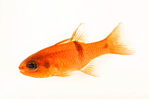 Barspot cardinalfish (Apogon retrosella) portrait, Downtown Aquarium Denver. Captive, occurs in Eastern Pacific Ocean.