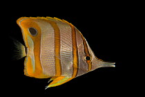 Banded longsnout butterflyfish (Chelmon rostratus) portrait, Nebraska Aquatic Supply. Captive, occurs in Indian and Paciifc Oceans.