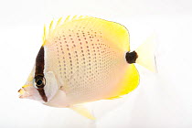 Multiband butterflyfish (Chaetodon multicinctus) portrait, Pure Aquariums. Captive, occurs in eastern central Pacific Ocean.