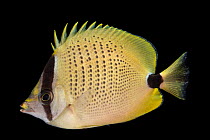 Multiband butterflyfish (Chaetodon multicinctus) portrait, Pure Aquariums. Captive, occurs in eastern central Pacific Ocean.