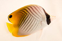Auriga butterflyfish (Chaetodon auriga) portrait, Gulf Specimen Marine Laboratories. Captive, occurs in Indo-Pacific.