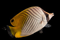 Auriga butterflyfish (Chaetodon auriga) portrait, Gulf Specimen Marine Laboratories. Captive, occurs in Indo-Pacific.