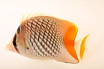 Pearlscale butterflyfish (Chaetodon xanthurus) portrait,  private collection, USA. Captive, occurs in Indo-Pacific.