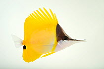 Yellow longnose butterflyfish (Forcipiger flavissimus) portrait, Omaha's Henry Doorly Zoo and Aquarium. Captive, occurs throughout tropical waters.