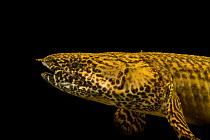 Ornate bichir (Polypterus ornatipinnis) head portrait, Budapest Zoo. Captive, occurs in Central and east Africa.