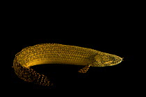 Ornate bichir (Polypterus ornatipinnis) portrait, Budapest Zoo. Captive, occurs in Central and east Africa.