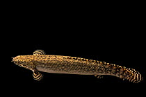 Ornate bichir (Polypterus ornatipinnis) portrait, Moscow Zoo. Captive, occurs in Central and east Africa.