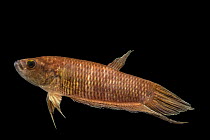 Betta fish (Betta pi) portrait, Porte Doree Aquarium. Captive, occurs in Southeast Asia.