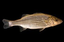 Striped bass (Morone saxatilis) portrait, Welaka National Fish Hatchery Aquarium. Captive, occurs in Atlantic coast of USA.