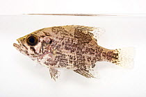 Shadow bass (Ambloplites ariommus) portrait, USGS Southeast Science Center. Captive, occurs in southeastern USA.