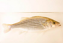 Striped bass (Morone saxatilis) portrait, Welaka National Fish Hatchery Aquarium. Captive, occurs in Atlantic coast of USA.