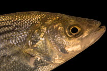 Striped bass (Morone saxatilis) head portrait, Welaka National Fish Hatchery Aquarium. Captive, occurs in Atlantic coast of USA.