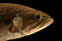 Spotted bass (Micropterus punctulatus) head portrait, East Bay Regional Park District's Mobile Education and Aquatic Exhibits, California. Captive, occurs in USA.