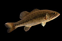Spotted bass (Micropterus punctulatus) portrait, East Bay Regional Park District's Mobile Education and Aquatic Exhibits, California. Captive, occurs in USA.