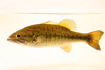 Spotted bass (Micropterus punctulatus) portrait, East Bay Regional Park District's Mobile Education and Aquatic Exhibits, California. Captive, occurs in USA.