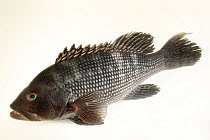 Black sea bass (Centropristis striata) portrait, Maine State Aquarium. Captive, occurs in Western Atlantic Ocean.