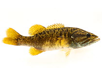 Redeye bass (Micropterus coosae) portrait, Alabama Aquatic Biodiversity Center. This fish was originally from Cheaha Creek, Calhoun County, Alabama. Captive.