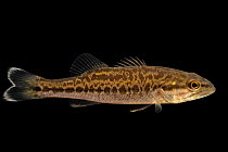 Alabama bass (Micropterus henshalli) juvenile, portrait, Alabama Aquatic Biodiversity Center. This fish was originally from the Cahaba River, Alabama. Captive.