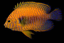 Russet angelfish (Centropyge potteri) portrait, Pure Aquariums. Captive, occurs in Pacific Ocean.