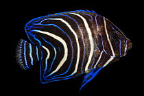 Semicircle angelfish (Pomacanthus semicirculatus) portrait, Pure Aquariums. Captive, occurs in Indo-Pacific.