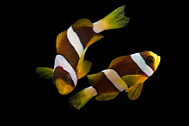Two Clark's anemonefish (Amphiprion clarkii) portrait, Pure Aquariums. Captive, occurs in Indian Ocean, Pacific Ocean and Red Sea.