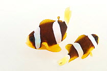 Two Clark's anemonefish (Amphiprion clarkii) portrait, Pure Aquariums. Captive, occurs in Indian Ocean, Pacific Ocean and Red Sea.