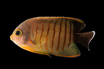 Blacktail angelfish (Centropyge eibli) portrait, private collection. Captive, occurs in Indo-Pacific.