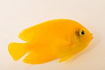 Yellow angelfish (Centropyge heraldi) portrait, private collection. Captive, occurs in Pacific Ocean.