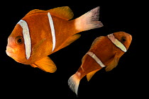 Two Barrier Reef anemonefish (Amphiprion akindynos) portrait, Downtown Aquarium Denver. Captive, occurs in Australia and Western Pacific.