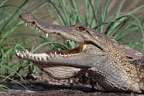 RF - West African crocodile (Crocodylus suchus) with mouth open, head portrait, Allahein River, The Gambia. (This image may be licensed either as rights managed or royalty free.)