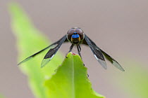 Widow dragonfly (Palpopleura portia) male, resting on leaf, Allahein River, The Gambia.
