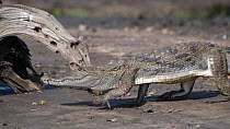 West African crocodile (Crocodylus suchus) walking over muddy riverbank, Allahein River, The Gambia.