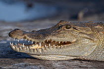 West African crocodile (Crocodylus suchus) head portrait, Allahein River, The Gambia.
