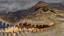 West African crocodile (Crocodylus suchus) head portrait, Allahein River, The Gambia.