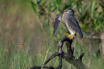 Green-backed heron (Butorides striata) perched on branch next to river with fish prey in beak, Allahein River, The Gambia.