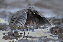 RF - Black egret (Egretta ardesiaca)  standing in shallow water with small fish in beak, Allahein River, The Gambia. (This image may be licensed either as rights managed or royalty free.)